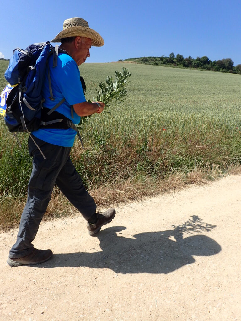 Ivo se kar med hojo sladka zgrahom, ki ga je utrgal na njivi.
