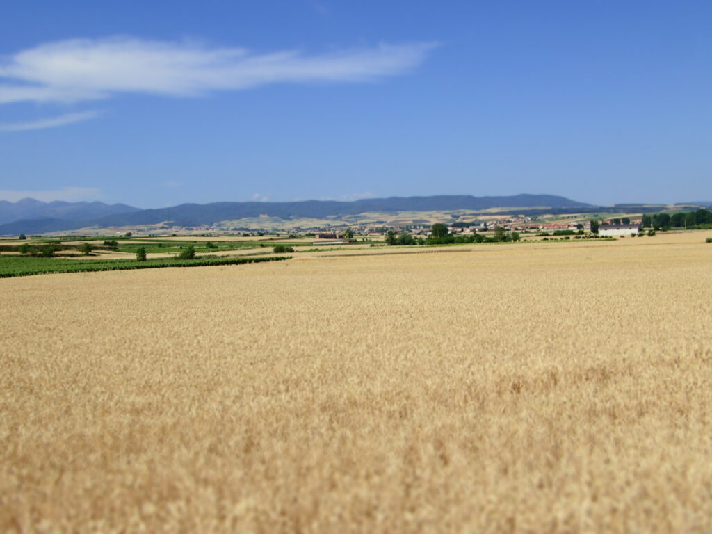 Polja žita pred Villafranca